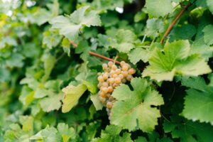Che tipo di vino è lo Chardonnay?