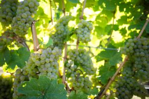 Che vino è il Sauvignon?