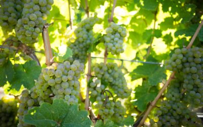 Che vino è il Sauvignon?