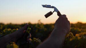 Cosa contiene il vino?