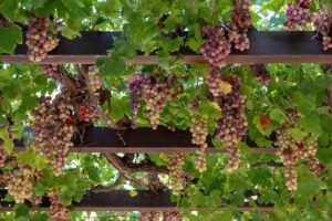 Come fare un pergolato di uva?