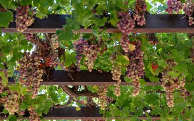Come fare un pergolato di uva?