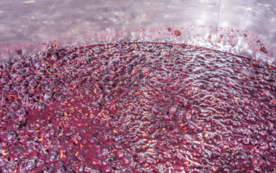 Quanto dura la fermentazione del vino rosso?