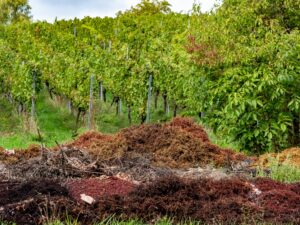 5 modi per utilizzare gli scarti dell'uva