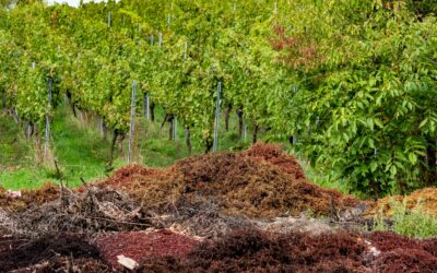 5 modi per utilizzare gli scarti dell’uva
