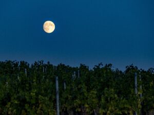Perché si fa la vendemmia notturna?
